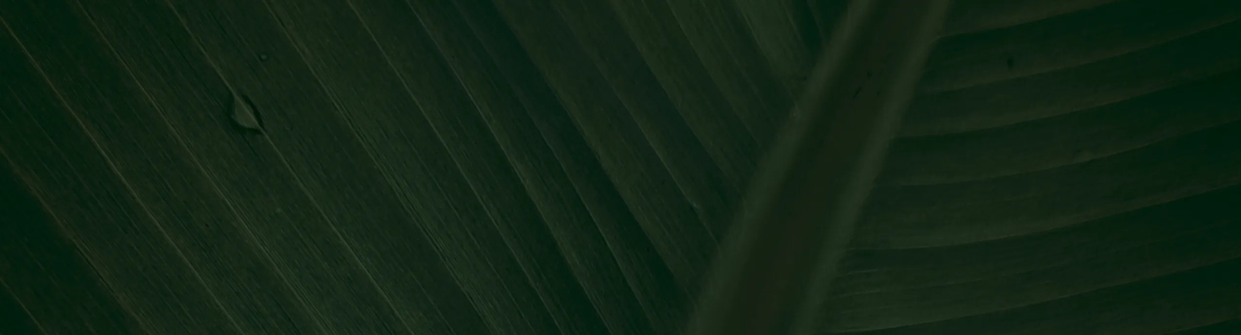 Regal Nut – Whole Cashews (Premium Grade)